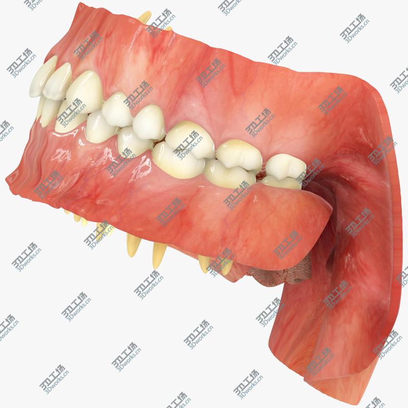 images/goods_img/20210114/Permanent Dentition with Gums/3.jpg
